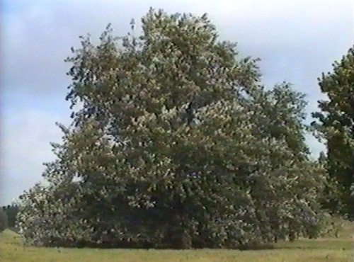 Continuously Contemporary