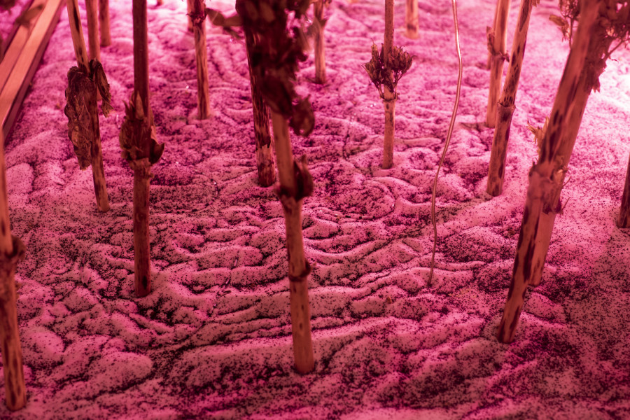 Exhibition view, Alexandre Joly, Double Rainbow, Wilde, 2022. Photo: Greg Clement