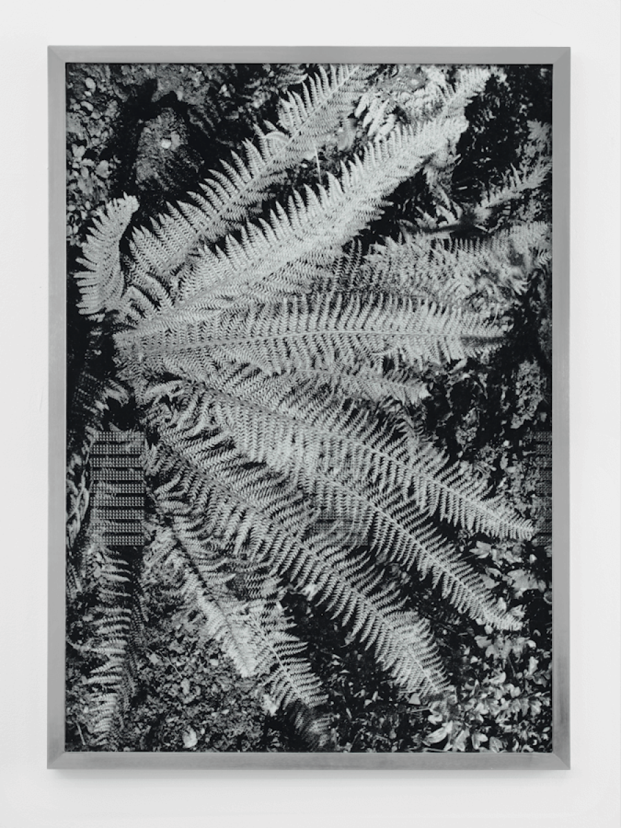 Charlotte Prodger, Compression Fern Face, 2014, © Courtesy Hollybush Gardens und Kendall Koppe