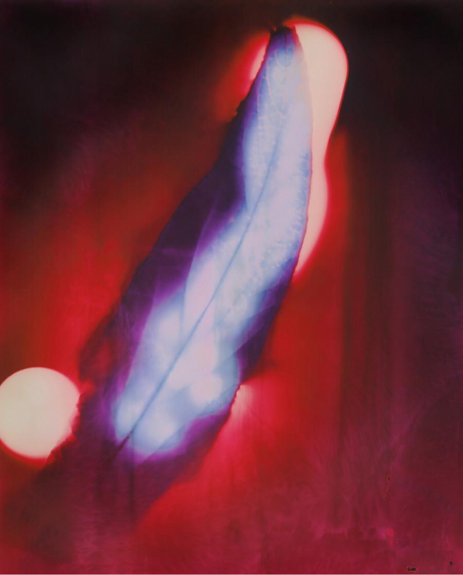 Série Botanica. © Christelle Boulé