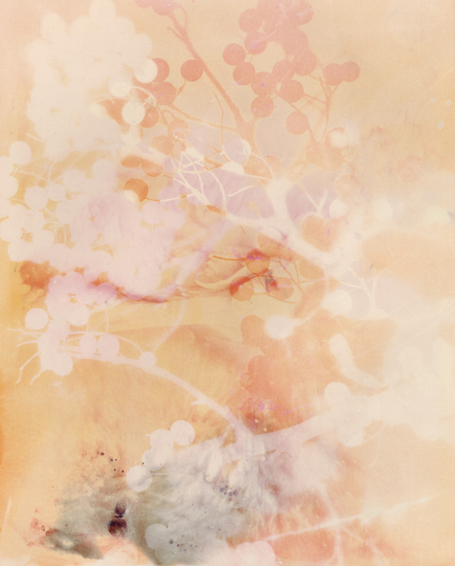 Série Botanica. © Christelle Boulé