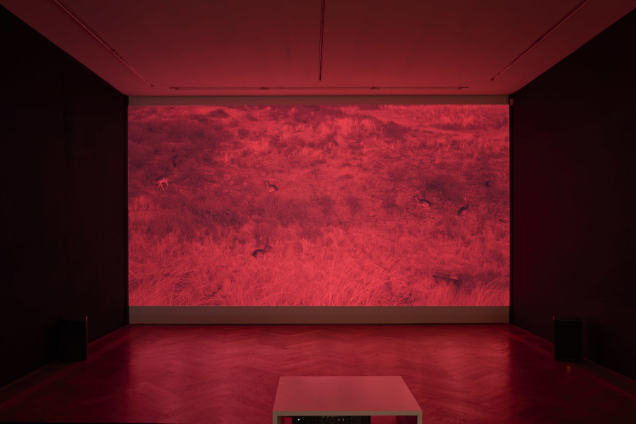 Installation view, Regionale 22, ... von möglichen Welten, Kunsthalle Basel, 2021, view on Tatjana Stürmer, Death by Landscape, 2021. Photo: Philipp Hänger / Kunsthalle Basel