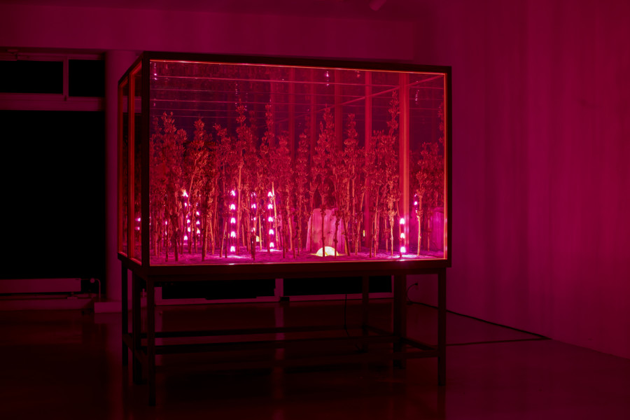 Exhibition view, Alexandre Joly, Double Rainbow, Wilde, 2022. Photo: Greg Clement