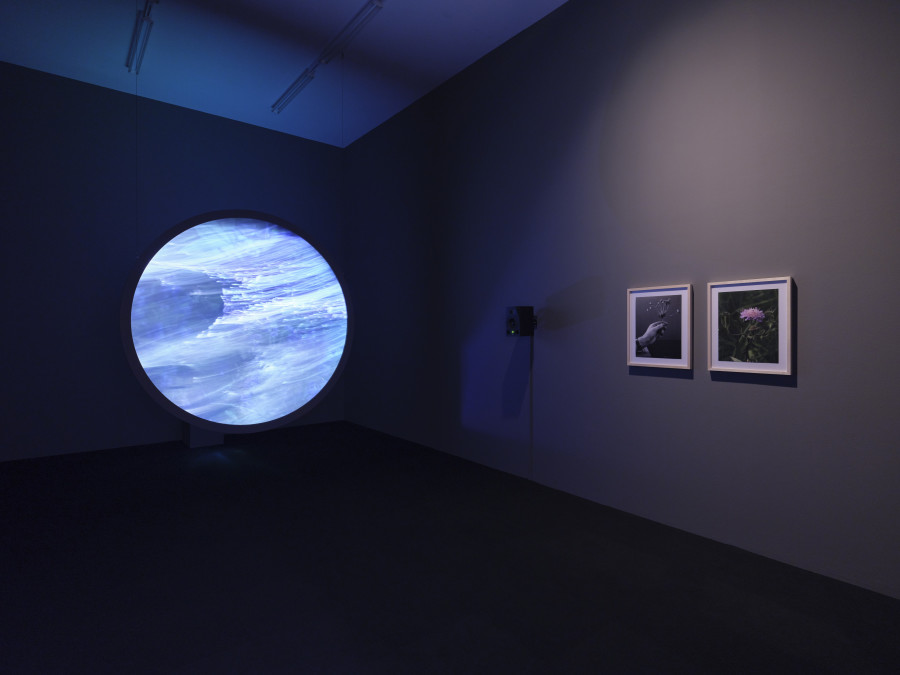 Installationsansicht Kosmos Emma Kunz. Eine Visionärin im Dialog mit zeitgenössischer Kunst 2.3. – 24.5.2021, Aargauer Kunsthaus, Aarau. Sirah Foighel Brutmann & Eitan Efrat. Meeting a Flower Halfway, 2021 HD­-Video, Loop, Ton, 14'20"; runder Projektionsrahmen, ø 200 cm; zwei C­-Prints, je 48 × 37 cm Courtesy of the artists. Foto: Conradin Frei, Zürich