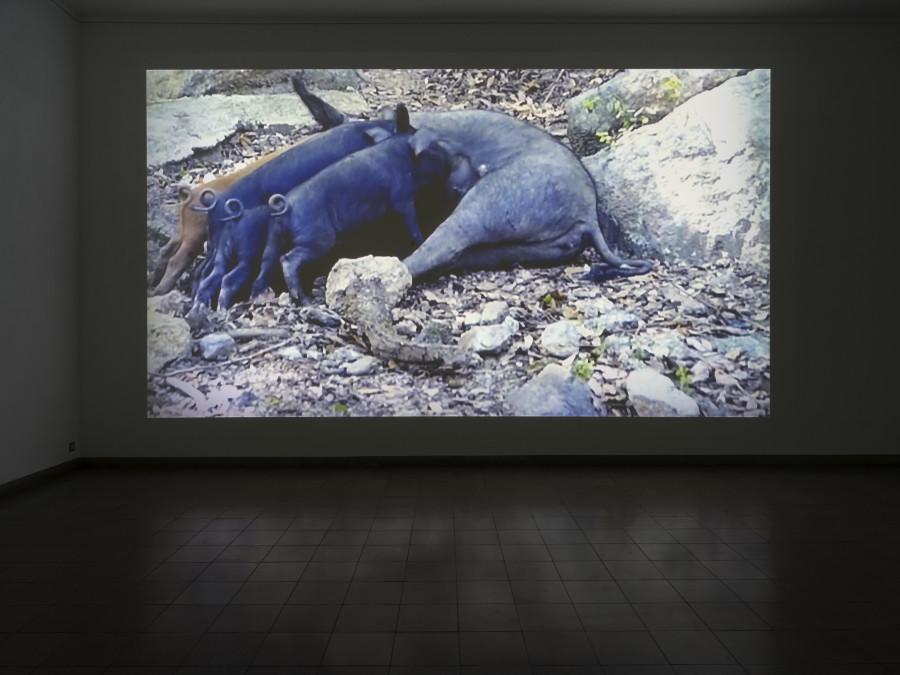Tourism, Kunsthaus Glarus, 2021, installation view. Marie Angeletti, Wild Pigs, 2020, Single-channel video projection (color, sound), 3:08 min, Courtesy the artist, Carlos/Ishikawa, London and Édouard Montassut, Paris. Photo: CE