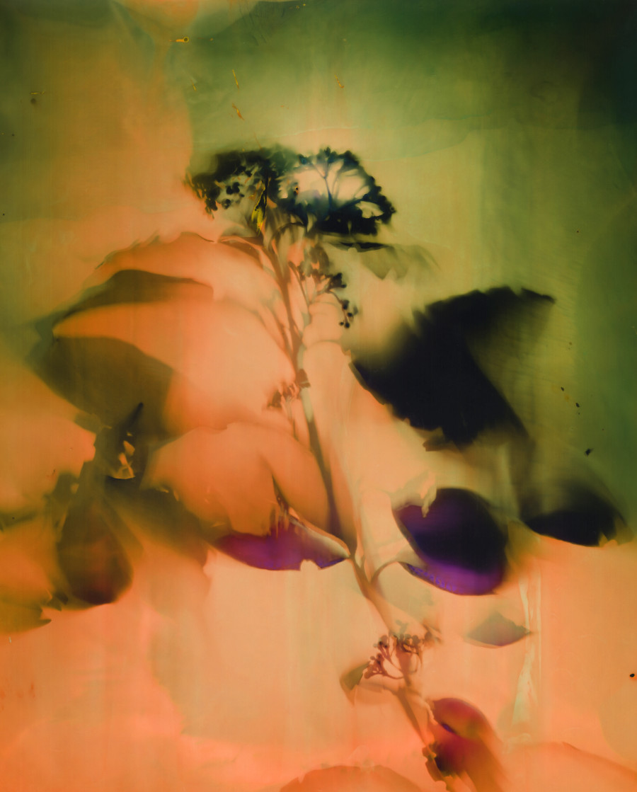 Série Botanica. © Christelle Boulé