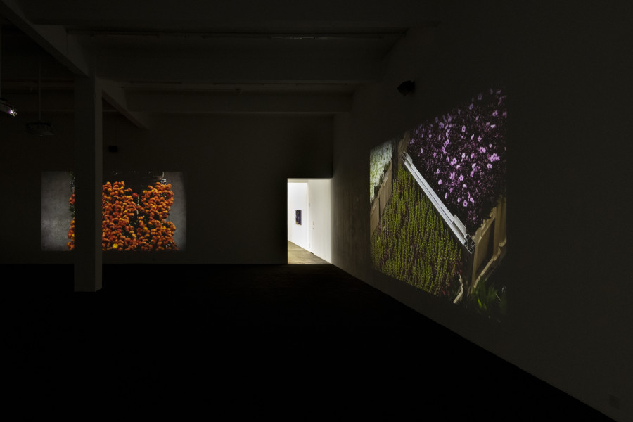 Éric Baudelaire, This Flower in My Mouth, 2021. Courtesy: the artist. Photo: Kunst Halle Sankt Gallen, Sebastian Schaub.