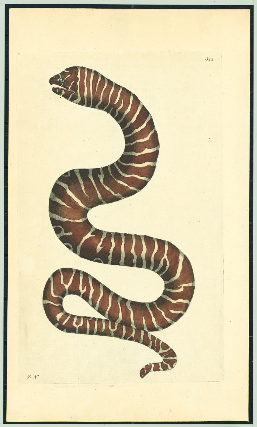 Anri Sala, Untitled (Gymnomuraena zebra/Italy), 2019, Two works on paper: One historical manuscript page with hand-coloured copper plate engraving, one ink drawing, 22,8 x 13,3 cm; 31,4 x 23,5 cm (unframed) 35,8 x 26,3 cm; 44,4 x 36,5 cm (framed), Courtesy of the artist © Anri Sala